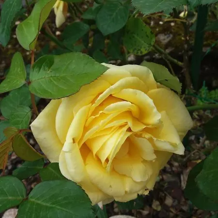 Flor Des Iles Du 47 Διαμέρισμα *