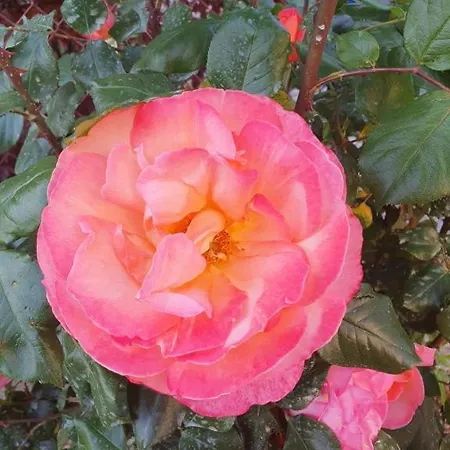 Flor Des Iles Du 47 * Fumel