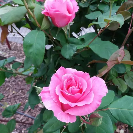 Flor Des Iles Du 47 Διαμέρισμα Fumel